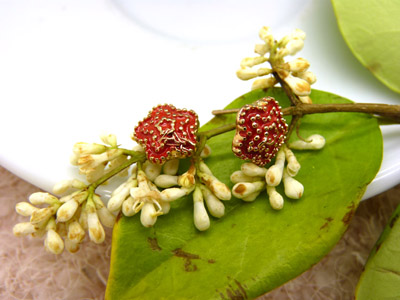 清凉夏季新款 韩版时尚合金电镀海星耳钉 五角星潮流女耳钉C6-2-3