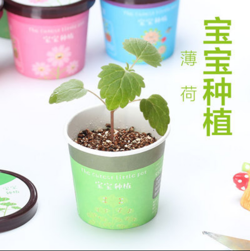 办公室盆栽学生微景观迷你植物种植桌面盆栽植物开心农场八A2-2-2